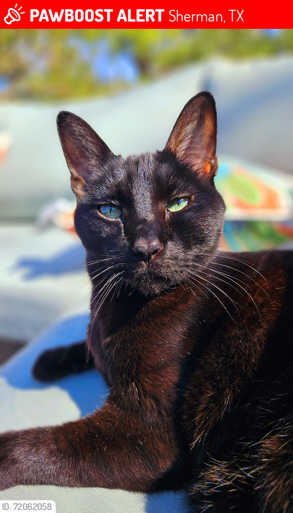 Lost Male Cat last seen Dundale, Sherman, TX 75092