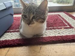 Lost Female Cat last seen 88th and 51st, Marysville, WA 98270