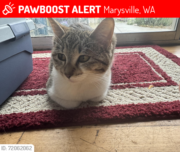 Lost Female Cat last seen 88th and 51st, Marysville, WA 98270