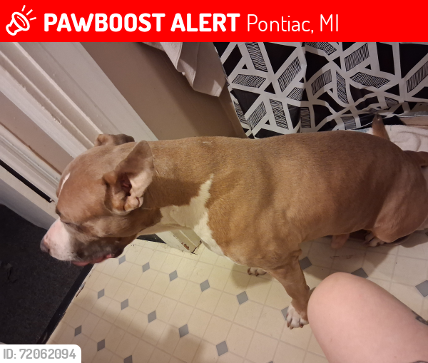 Lost Male Dog last seen Huron st pontiac mi, Pontiac, MI 48342