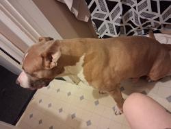 Lost Male Dog last seen Huron st pontiac mi, Pontiac, MI 48342
