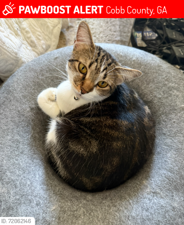 Lost Female Cat last seen Sawnee Trail NW and Hickory Grove Rd, Cobb Co, GA, Cobb County, GA 30102