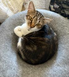 Lost Female Cat last seen Sawnee Trail NW and Hickory Grove Rd, Cobb Co, GA, Cobb County, GA 30102