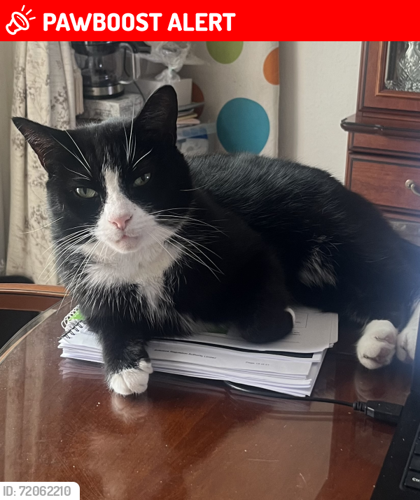 Lost Male Cat last seen Kent Drive, Greater London, England 