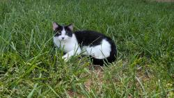 Lost Female Cat last seen McPherson Clay Rd., Luke's Place Neighborhood , Liberty, NC 27298
