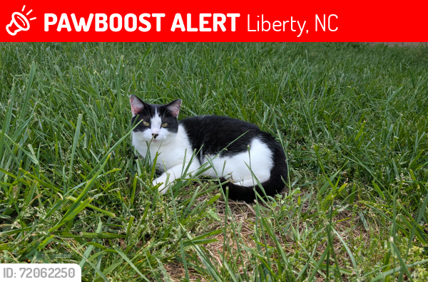 Lost Female Cat last seen McPherson Clay Rd., Luke's Place Neighborhood , Liberty, NC 27298