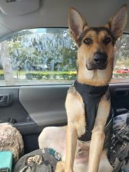 Lost Male Dog last seen Concorde baptist church, Levy County, FL 32626