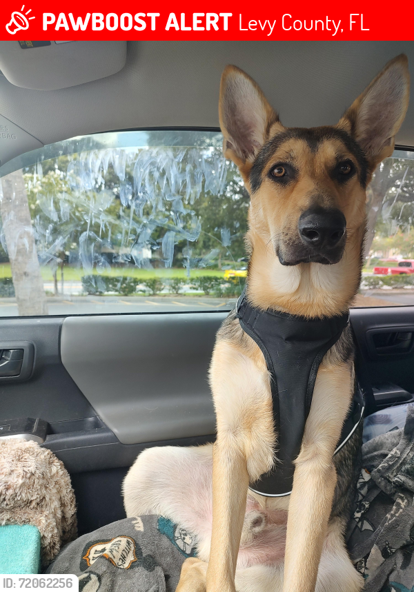 Lost Male Dog last seen Concorde baptist church, Levy County, FL 32626