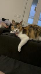 Lost Female Cat last seen Caton ridge Dr , Joliet, IL 60586