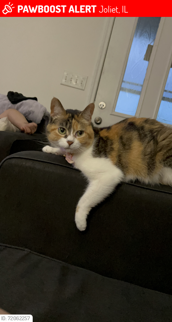 Lost Female Cat last seen Caton ridge Dr , Joliet, IL 60586