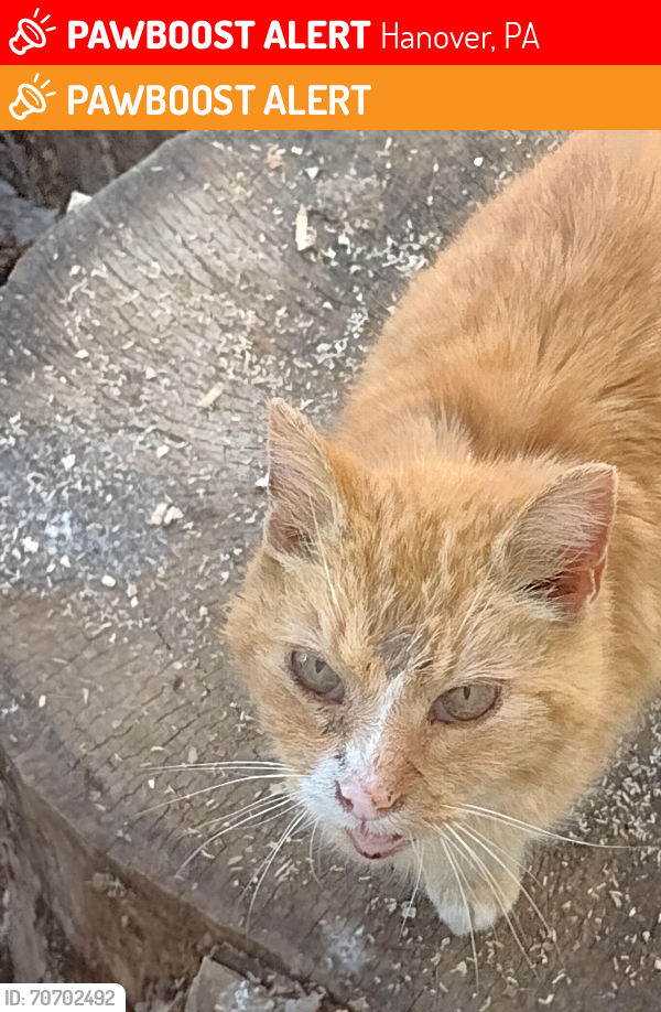 Lost Female Cat last seen Tammy Ct, West Manheim, PA, Hanover, PA 17331