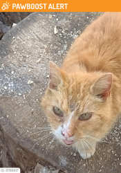 Lost Female Cat last seen Tammy Ct, West Manheim, PA, Hanover, PA 17331