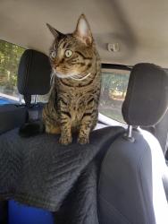 Lost Male Cat last seen Wade's Repair Shop , Quantico, MD 21830