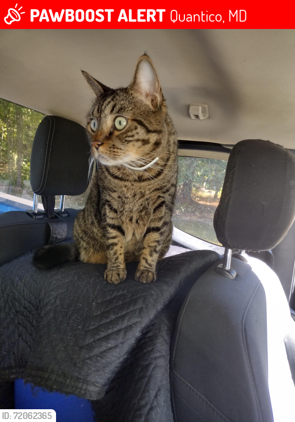 Lost Male Cat last seen Wade's Repair Shop , Quantico, MD 21830