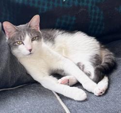 Lost Male Cat last seen Hawbuck, Trinity, FL 34655