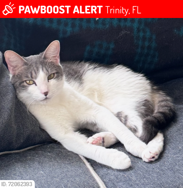 Lost Male Cat last seen Hawbuck, Trinity, FL 34655