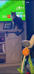 Lost Male Cat last seen Georgina Dr , Bolivia, NC 28422