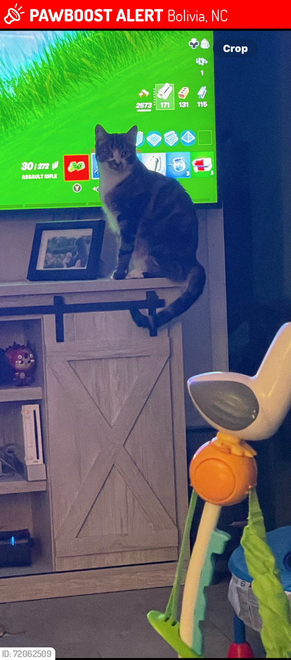 Lost Male Cat last seen Georgina Dr , Bolivia, NC 28422