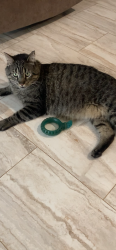 Lost Male Cat last seen Has seresto colar on and shaved area on back that is growing back. He is friendly and belongs to our son who’s away in the AirForce. Please check bushes and sheds, we found fur and he could possibly be injured and hiding. , Citrus County, FL 34442
