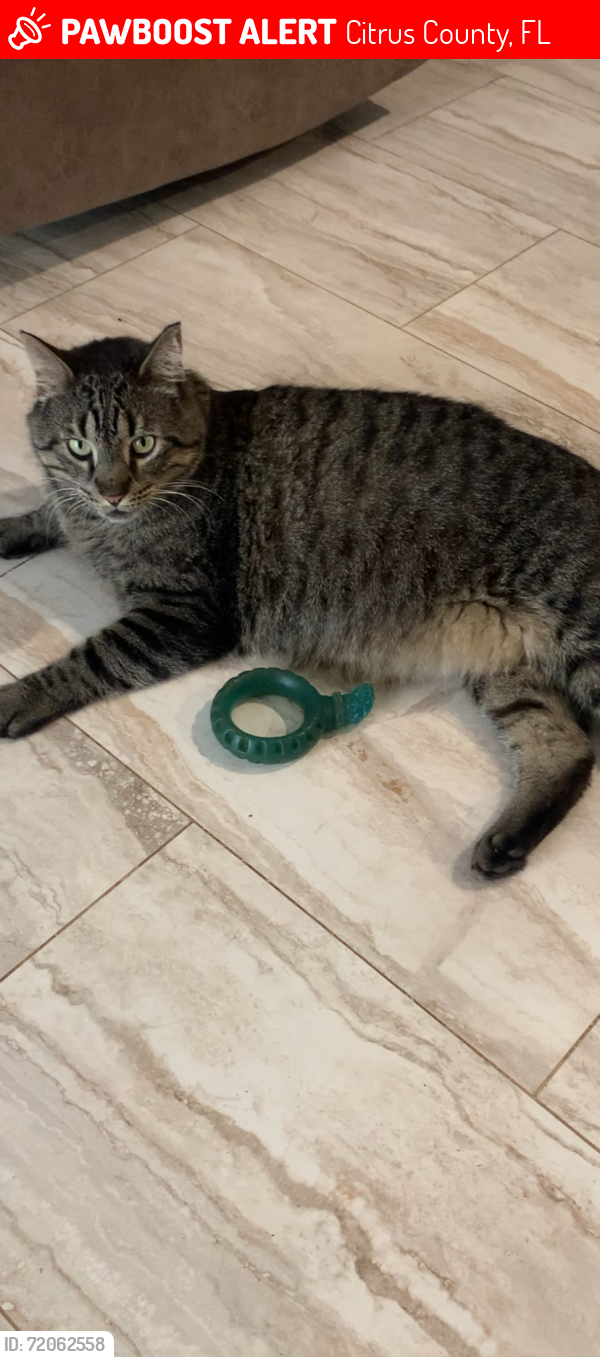 Lost Male Cat last seen Has seresto colar on and shaved area on back that is growing back. He is friendly and belongs to our son who’s away in the AirForce. Please check bushes and sheds, we found fur and he could possibly be injured and hiding. , Citrus County, FL 34442