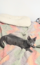 Lost Male Cat last seen South park rd & Farman Court, Louisville, KY 40219