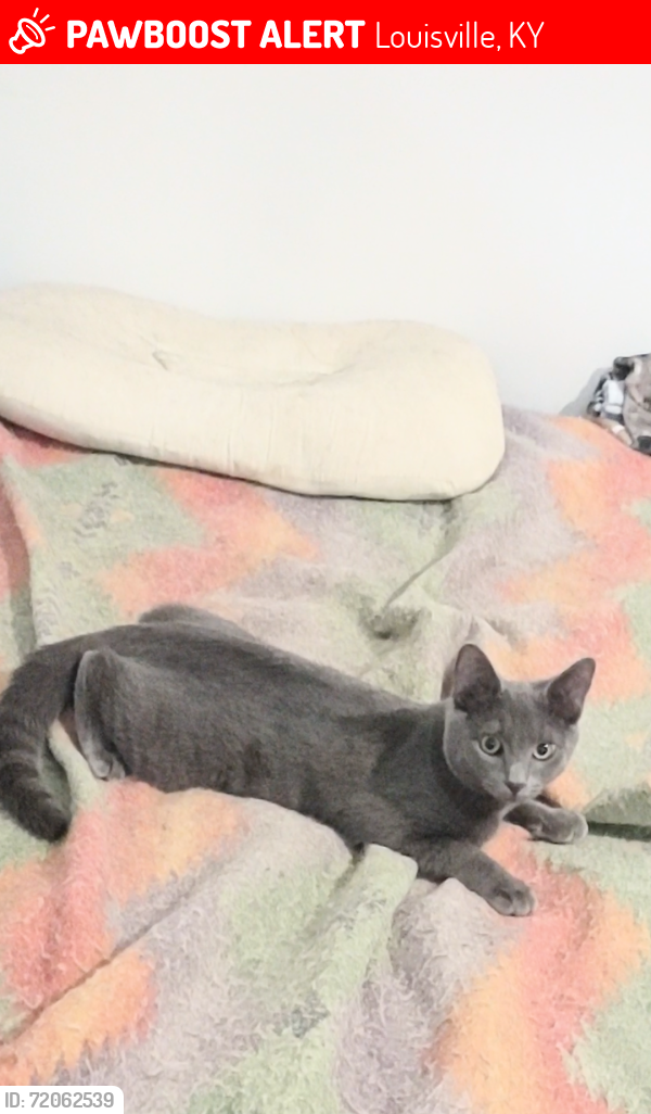 Lost Male Cat last seen South park rd & Farman Court, Louisville, KY 40219