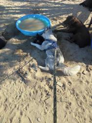 Lost Unknown Dog last seen Oasis st y 240 st, El Mirage, CA 92301