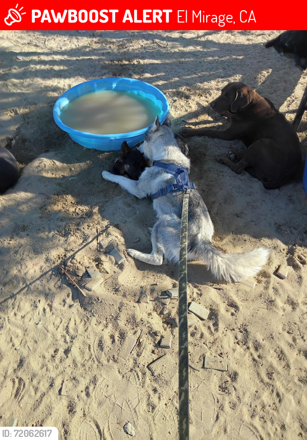 Lost Unknown Dog last seen Oasis st y 240 st, El Mirage, CA 92301