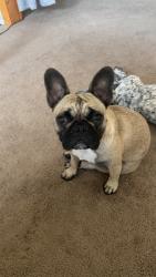 Lost Female Dog last seen South Glenn, Austin, TX 78744