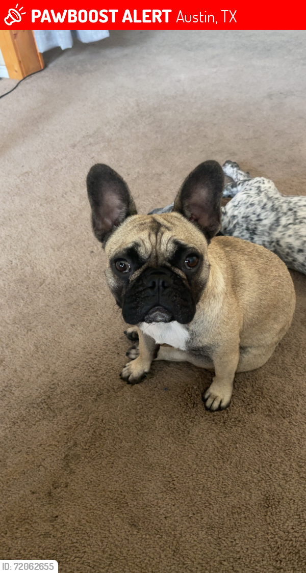 Lost Female Dog last seen South Glenn, Austin, TX 78744