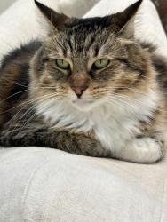 Lost Female Cat last seen Pacific Ave and Valley Dr Manhattan Beach 90266, Manhattan Beach, CA 90266
