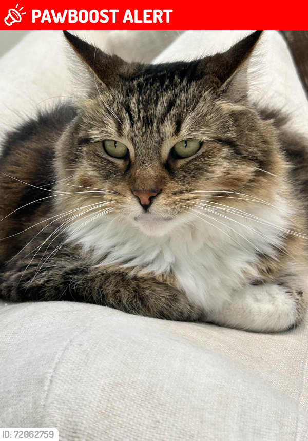 Lost Female Cat last seen Pacific Ave and Valley Dr Manhattan Beach 90266, Manhattan Beach, CA 90266