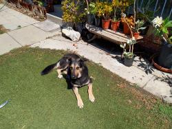Lost Male Dog last seen Watson & E. Mauritania St  Wilmington , Los Angeles, CA 90731