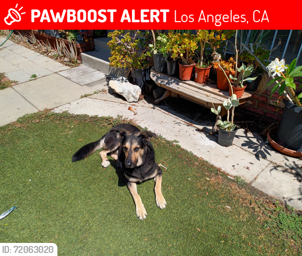 Lost Male Dog last seen Watson & E. Mauritania St  Wilmington , Los Angeles, CA 90731