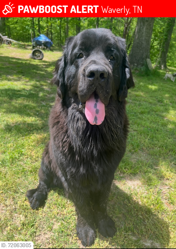 Lost Male Dog last seen Near Hillcrest Rd Waverly, TN 37185, Waverly, TN 37185