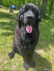 Lost Male Dog last seen Near Hillcrest Rd Waverly, TN 37185, Waverly, TN 37185