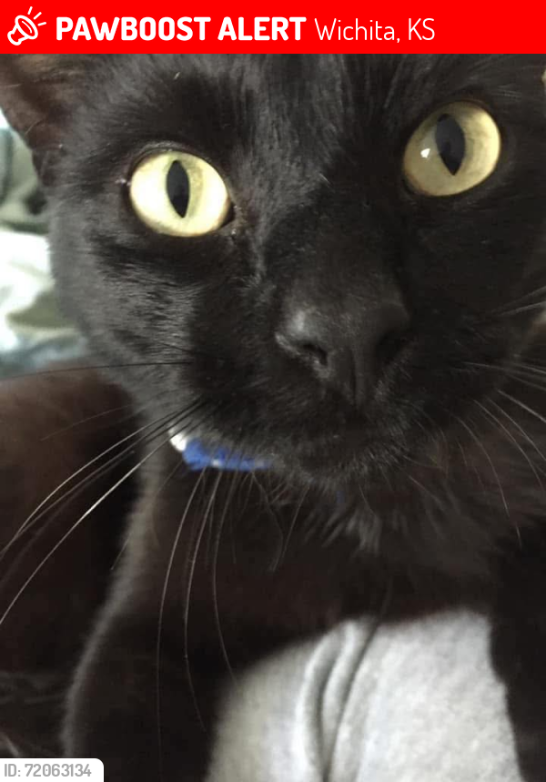 Lost Male Cat last seen 16th S N/Fairmount St near the old Church, Wichita, KS 67208