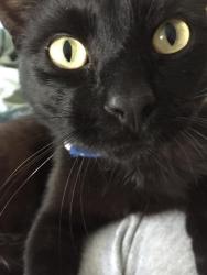 Lost Male Cat last seen 16th S N/Fairmount St near the old Church, Wichita, KS 67208