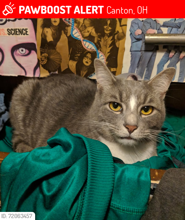 Lost Male Cat last seen Fulton , Canton, OH 44718