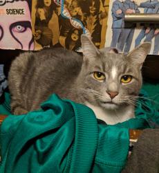Lost Male Cat last seen Fulton , Canton, OH 44718