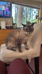 Lost Male Cat last seen 188th St SE and 67th Ave SE, Snohomish, WA 98296