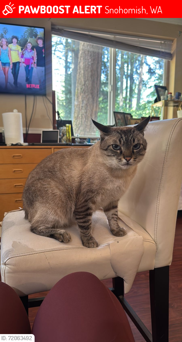 Lost Male Cat last seen 188th St SE and 67th Ave SE, Snohomish, WA 98296