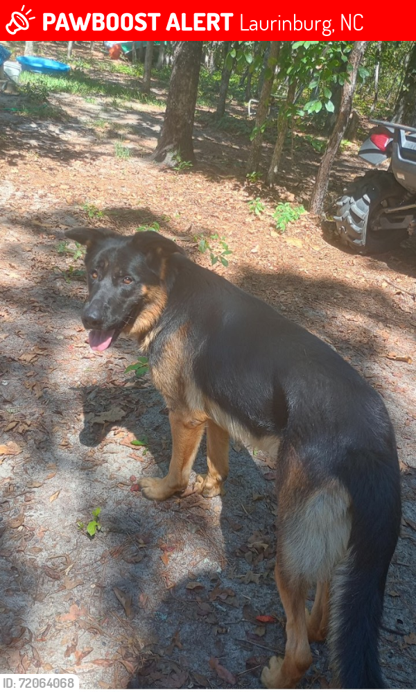 Lost Male Dog last seen Woodrun Dr. Laurinburg NC, Laurinburg, NC 28352