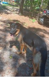 Lost Male Dog last seen Woodrun Dr. Laurinburg NC, Laurinburg, NC 28352