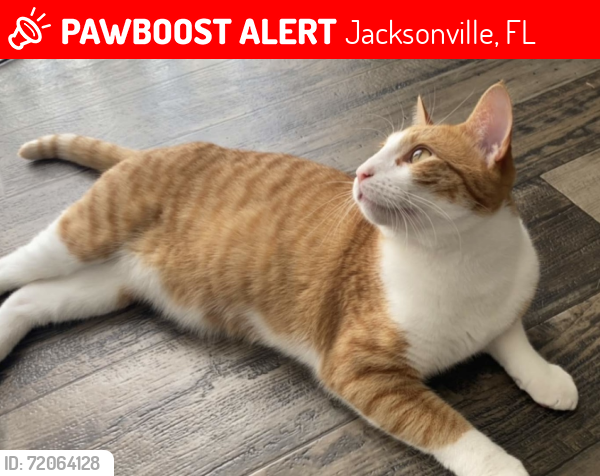 Lost Male Cat last seen Century 21, Jacksonville, FL 32216