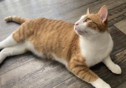 Lost Male Cat last seen Century 21, Jacksonville, FL 32216