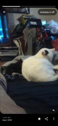 Lost Male Cat last seen 14th street, near Marsha-sharp Walmart + Flippers taverns, Lubbock, TX 79401