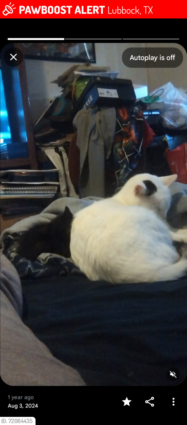 Lost Male Cat last seen 14th street, near Marsha-sharp Walmart + Flippers taverns, Lubbock, TX 79401