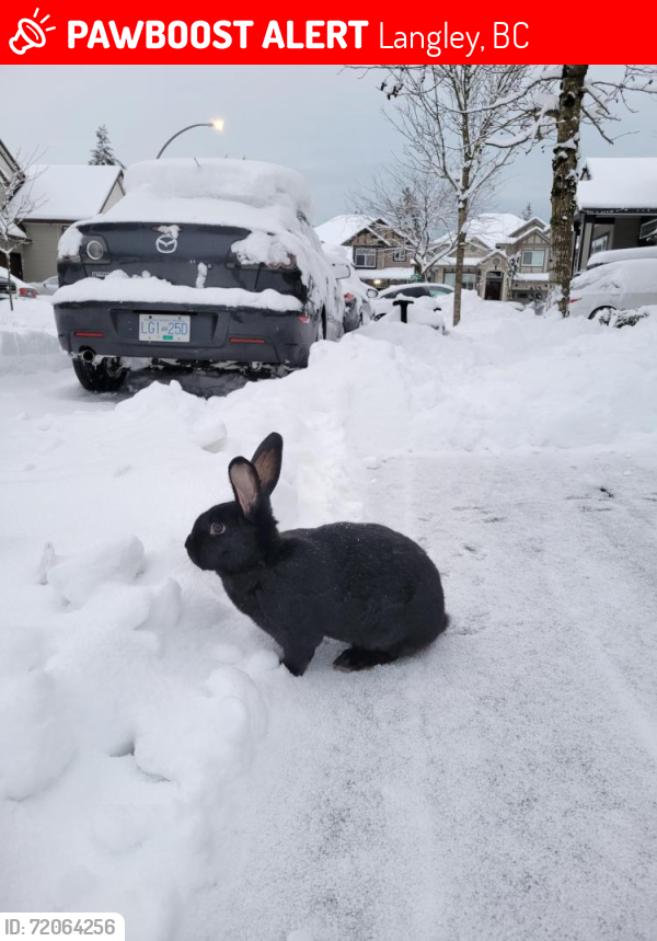Langley, BC Lost Male Rabbit, Coco Is Missing | PawBoost