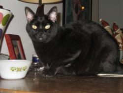Lost Male Cat last seen 12th street & peoria ave, Phoenix, AZ 85028